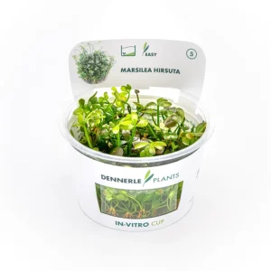 Zwergkleefarn, Marsilea hirsuta, In Vitro Bestpreis